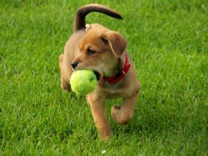Wireless Dog Fence