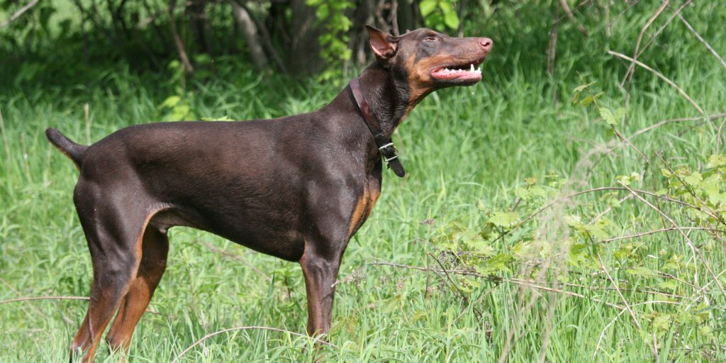  Top 10 Active Dog Breeds