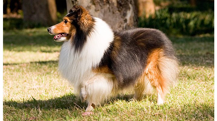  Top 10 Active Dog Breeds