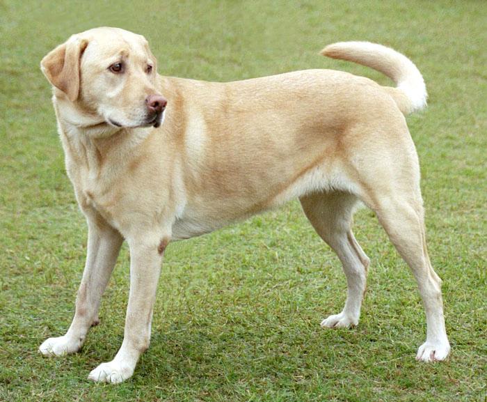  Top 10 Active Dog Breeds