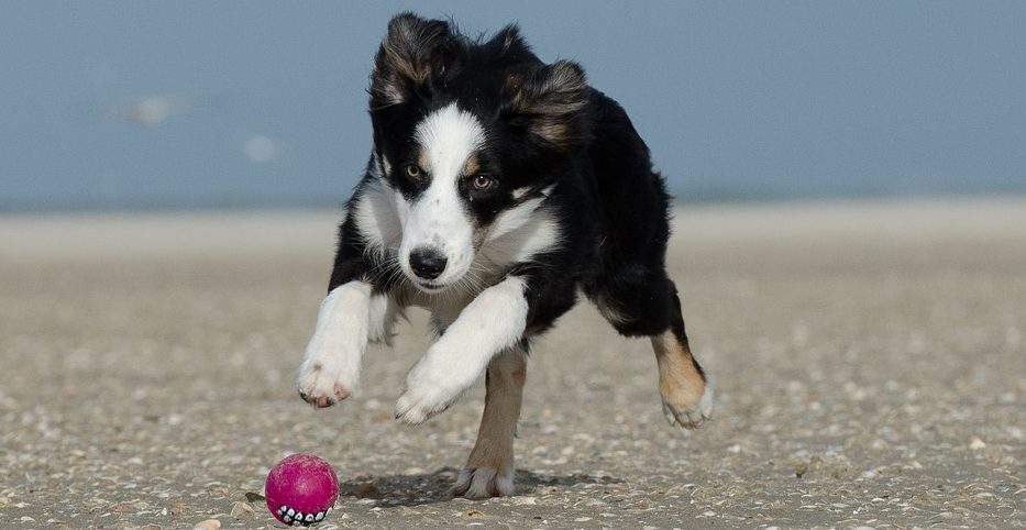  Top 10 Active Dog Breeds