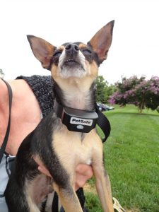 chihuahua bark collar