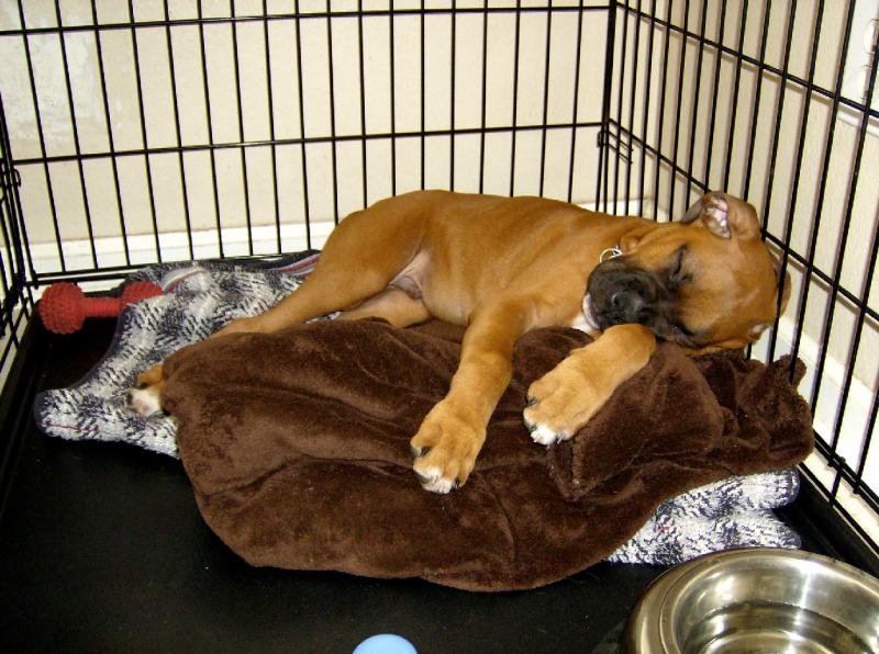 Dog Crate For Boxers - Msboxer.com