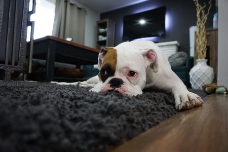 Heated Dog House For Boxer