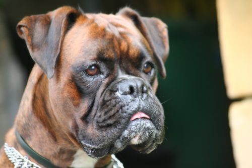 Dog Muzzle For Boxer