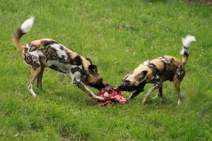 Salmon Skin, Safe For Dogs