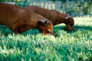 Salmon Skin, Safe For Dogs